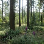 Natuurbegraafplaats Hillig Meer