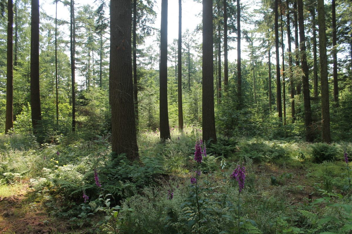 Begraven op een natuurbegraafplaats Begraven op een natuurbegraafplaats